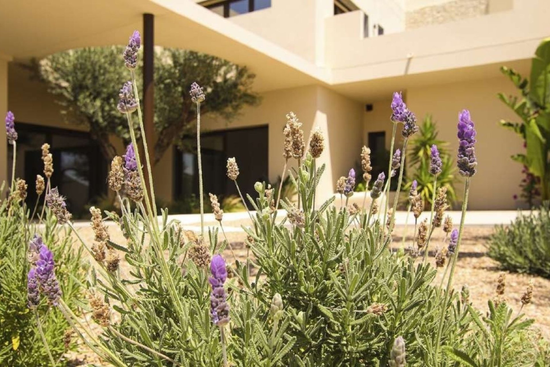 New Build - Villa - La Marina