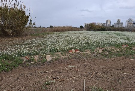 Pozemek - Prodej - Guardamar del Segura - Guardamar Playa