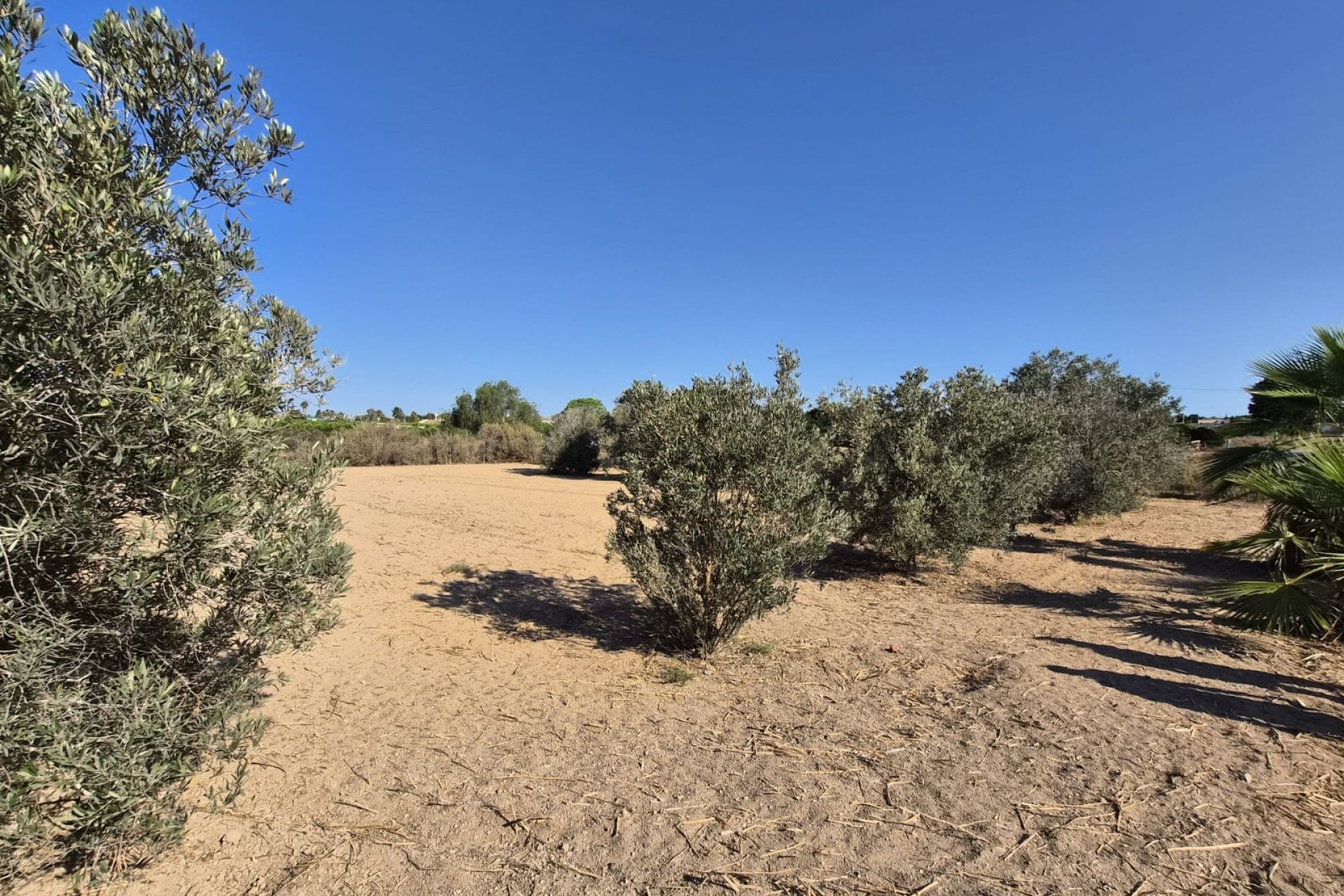 Prodej - Finca - Guardamar del Segura