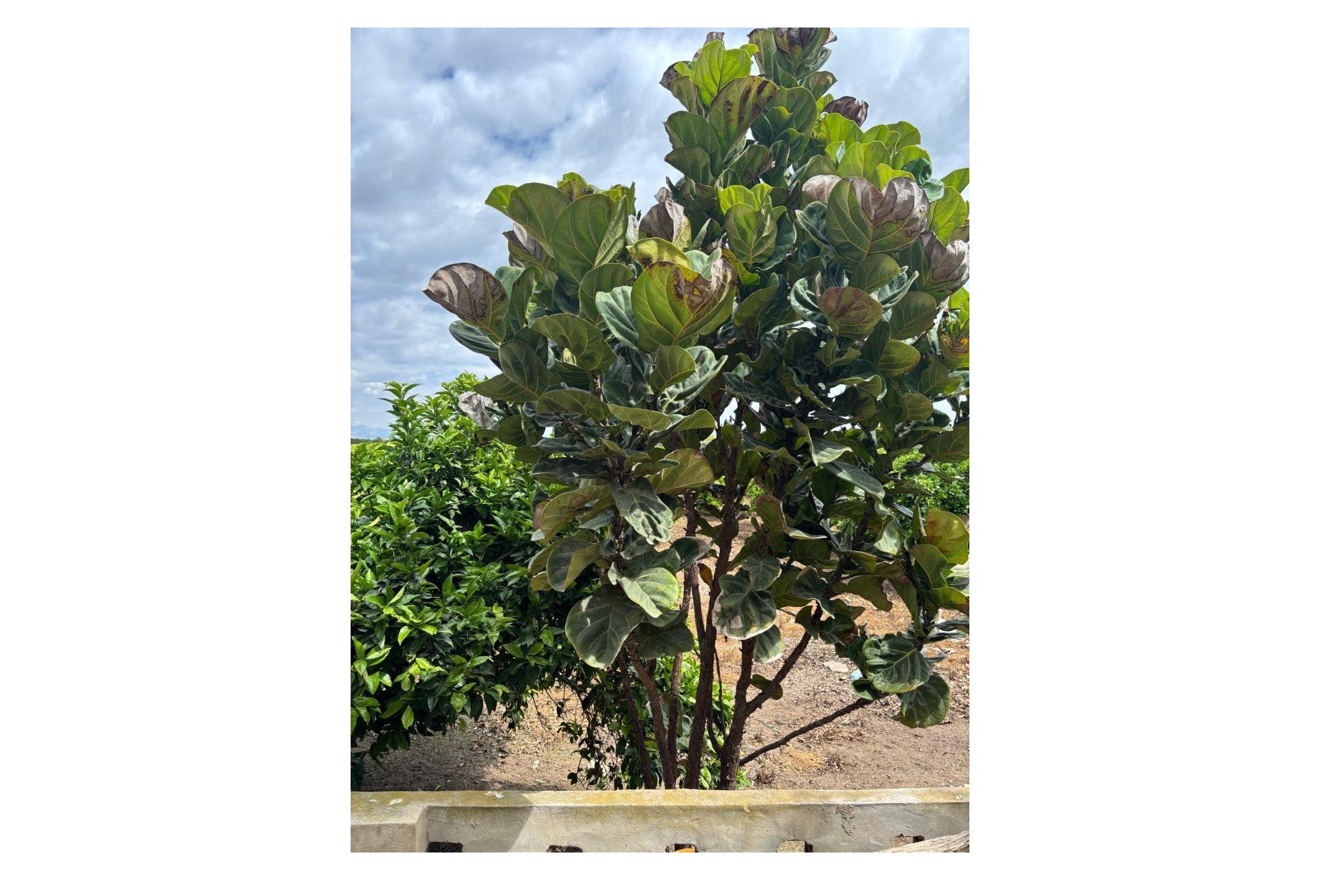 Prodej - Finca - Rojales - Ciudad Quesada