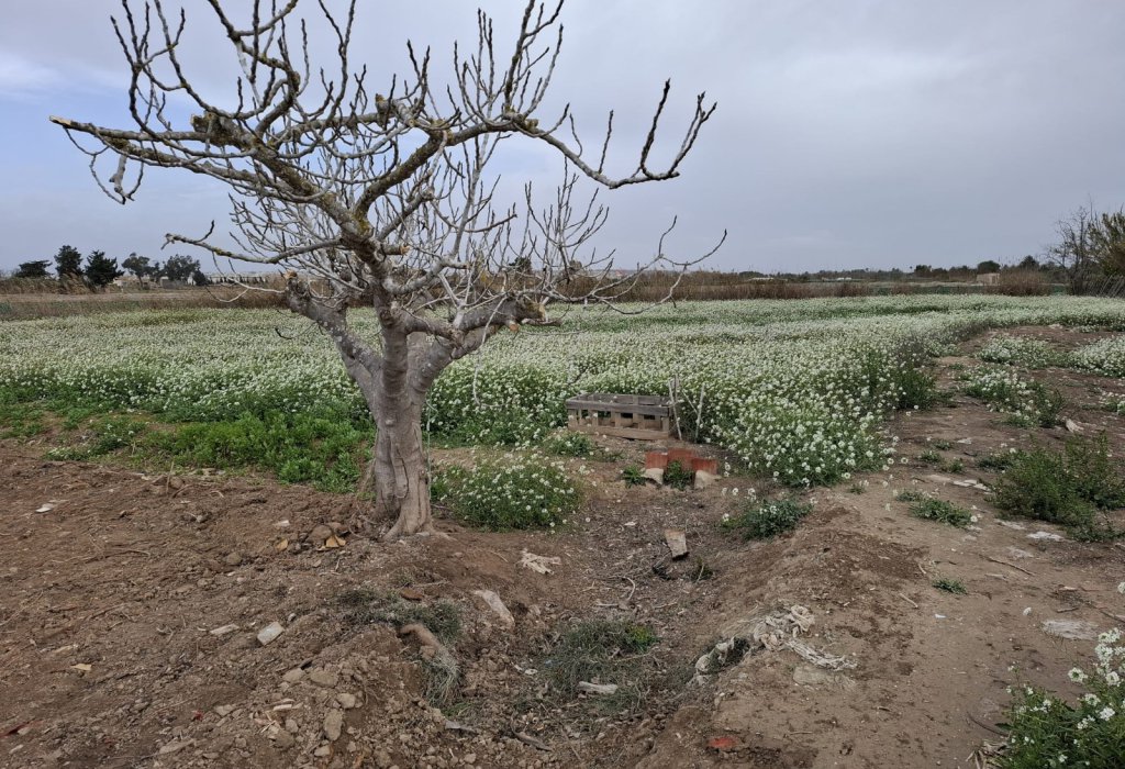 Prodej - Pozemek - Guardamar del Segura - Guardamar Playa