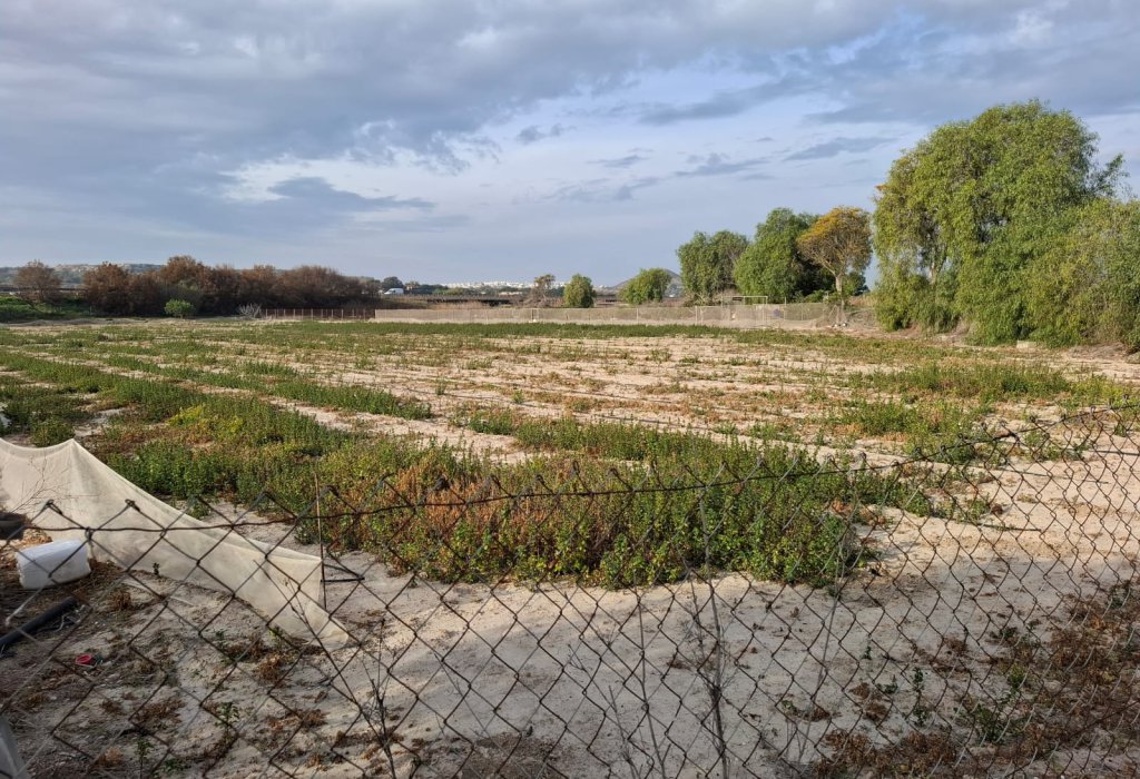 Prodej - Pozemek - Guardamar del Segura - Guardamar pueblo