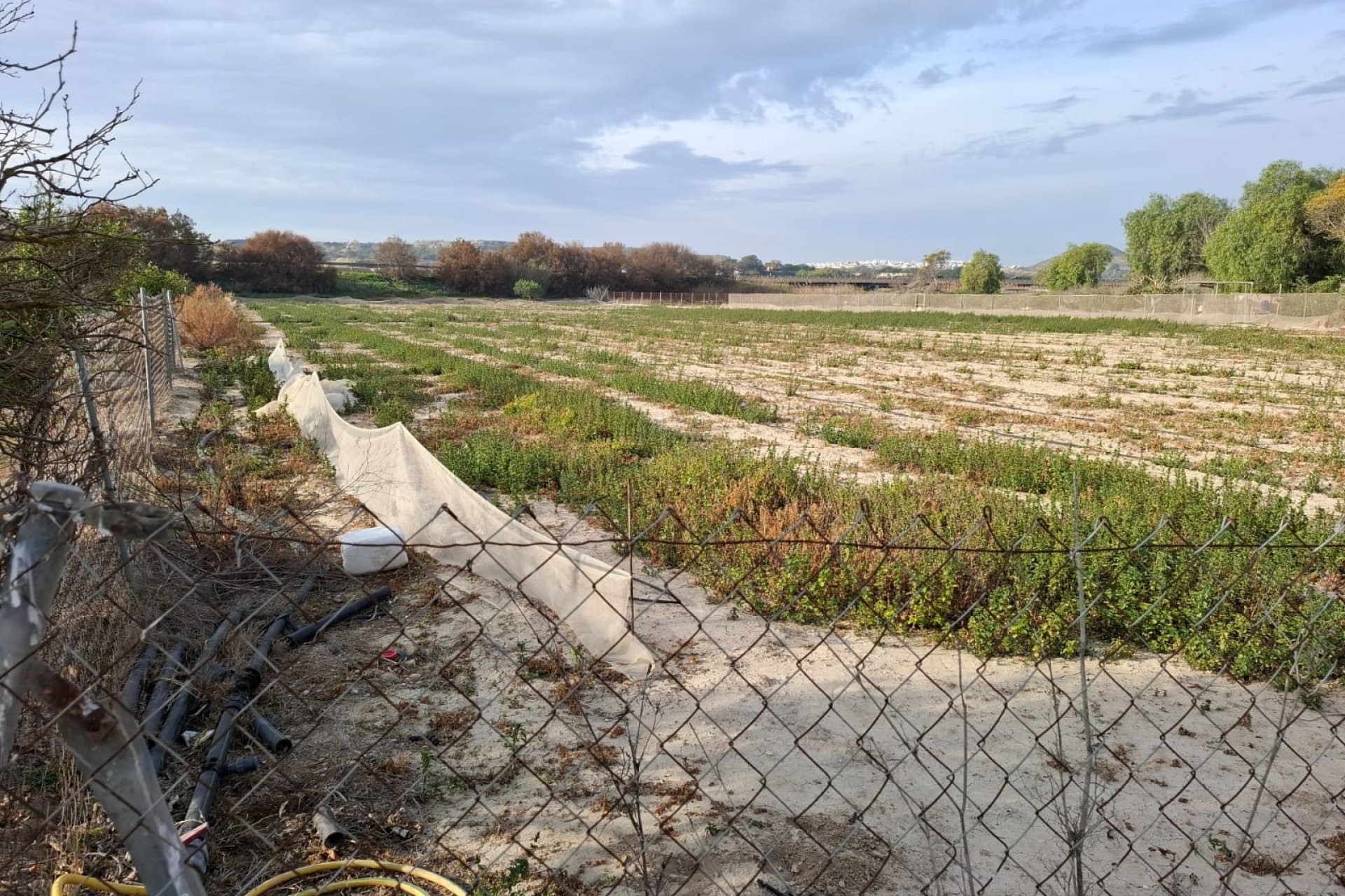 Prodej - Pozemek - Guardamar del Segura - Guardamar pueblo