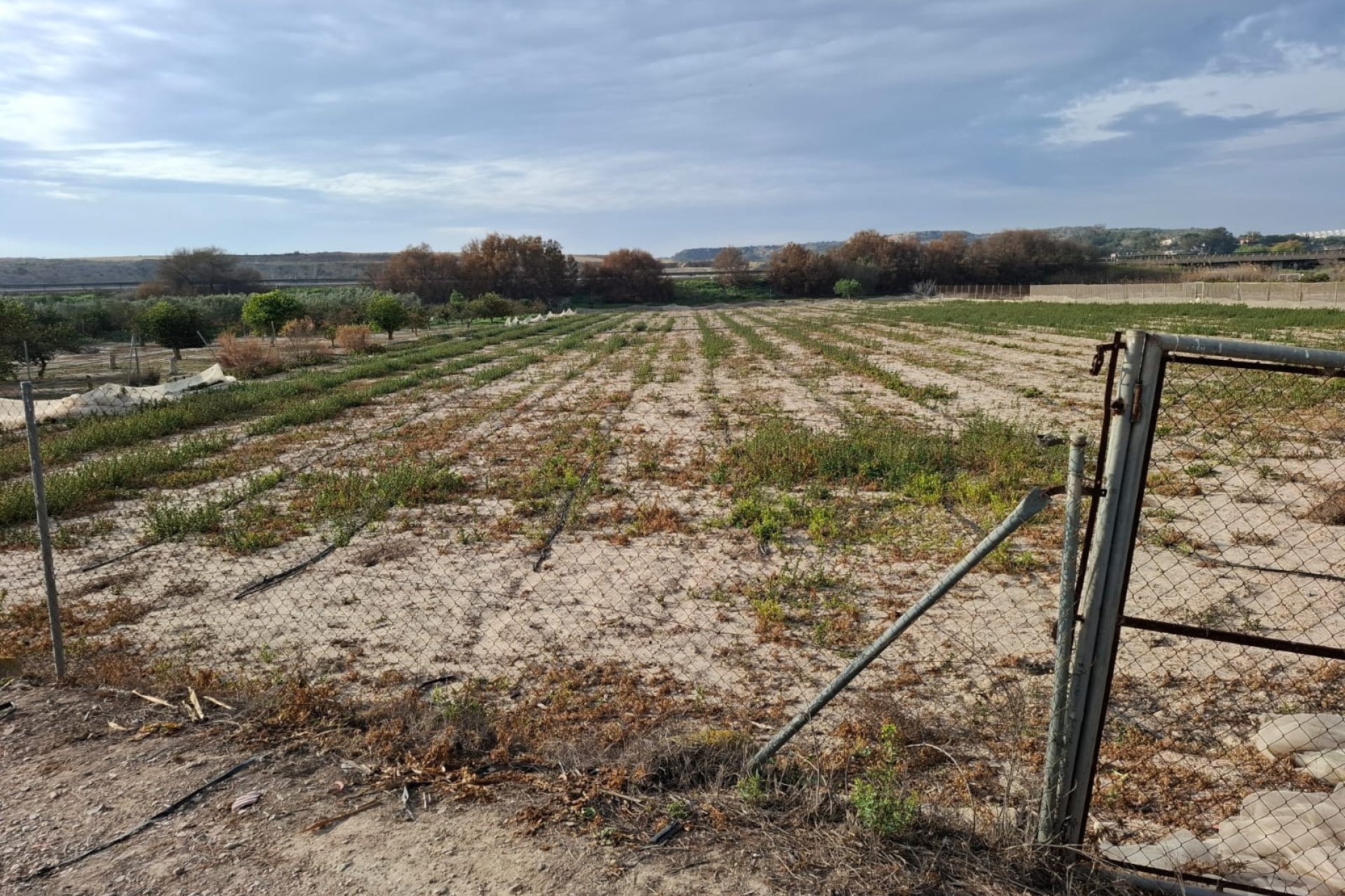 Prodej - Pozemek - Guardamar del Segura - Guardamar pueblo