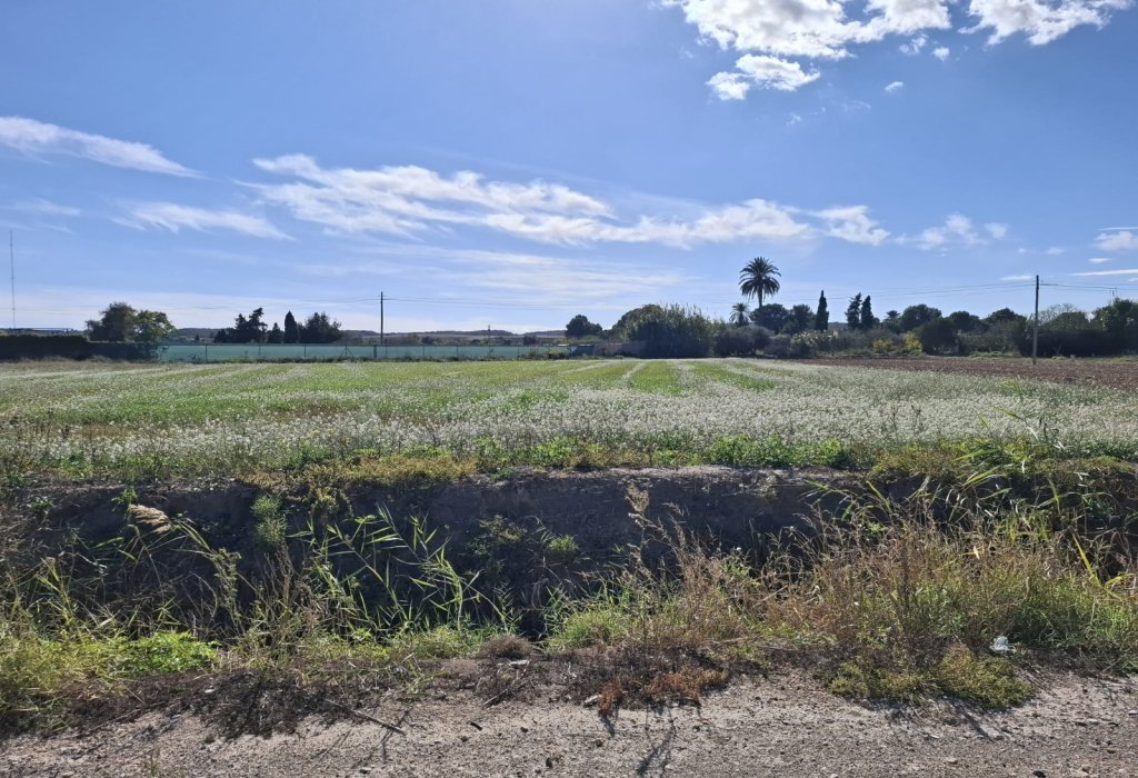 Prodej - Pozemek - Guardamar del Segura - Guardamar pueblo