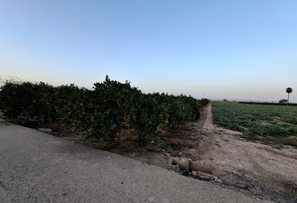 Prodej - Pozemek - Guardamar del Segura