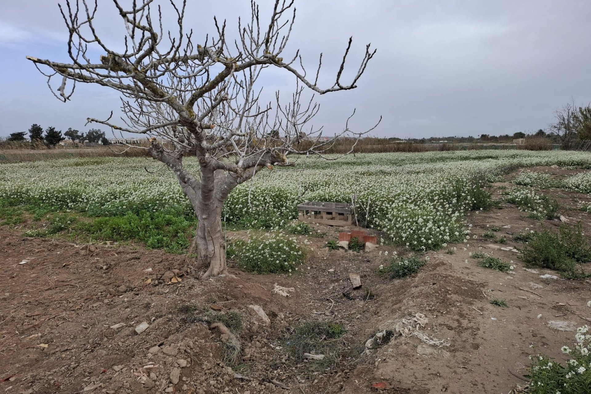 Prodej - Pozemek - Guardamar del Segura