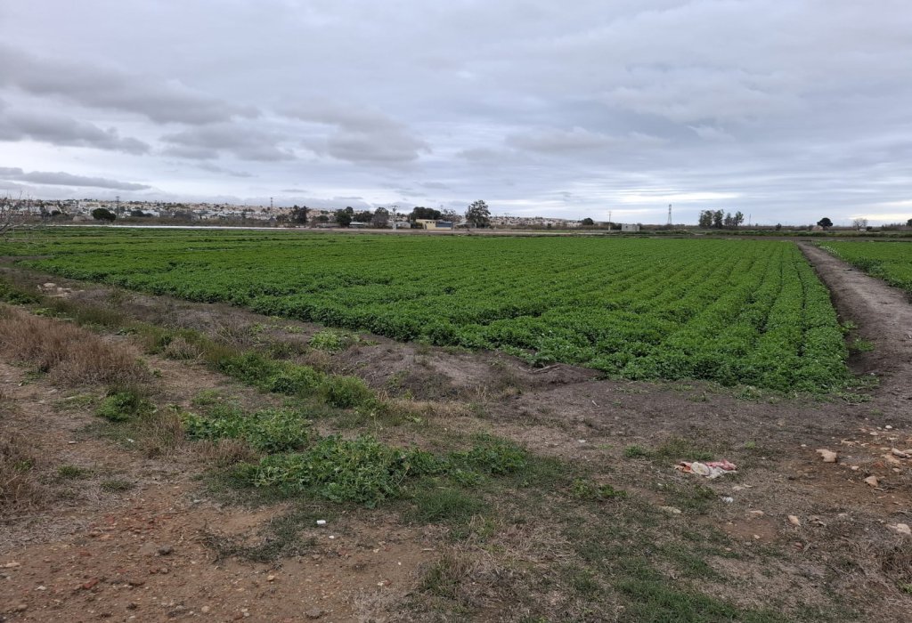 Prodej - Pozemek - San Fulgencio