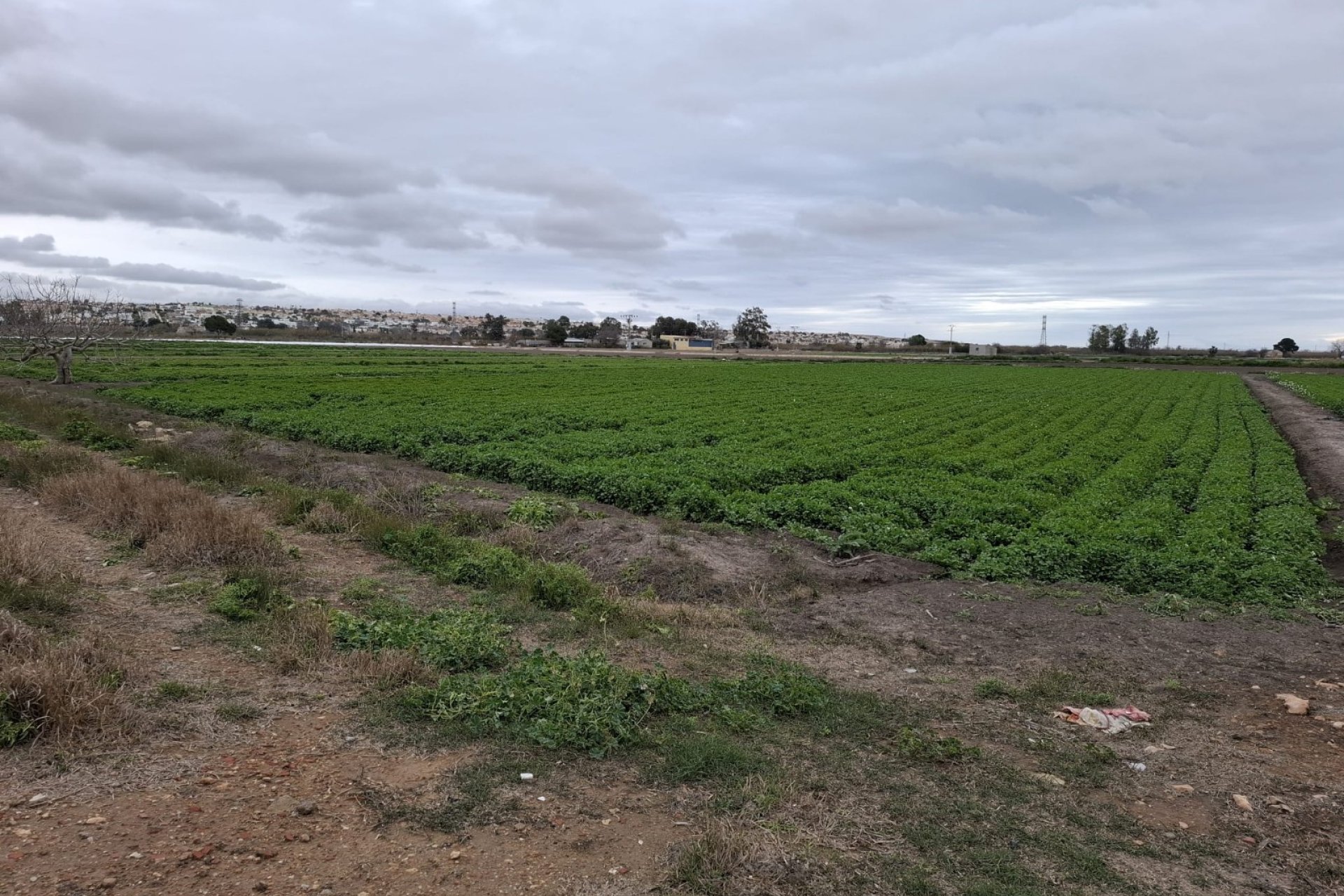Prodej - Pozemek - San Fulgencio
