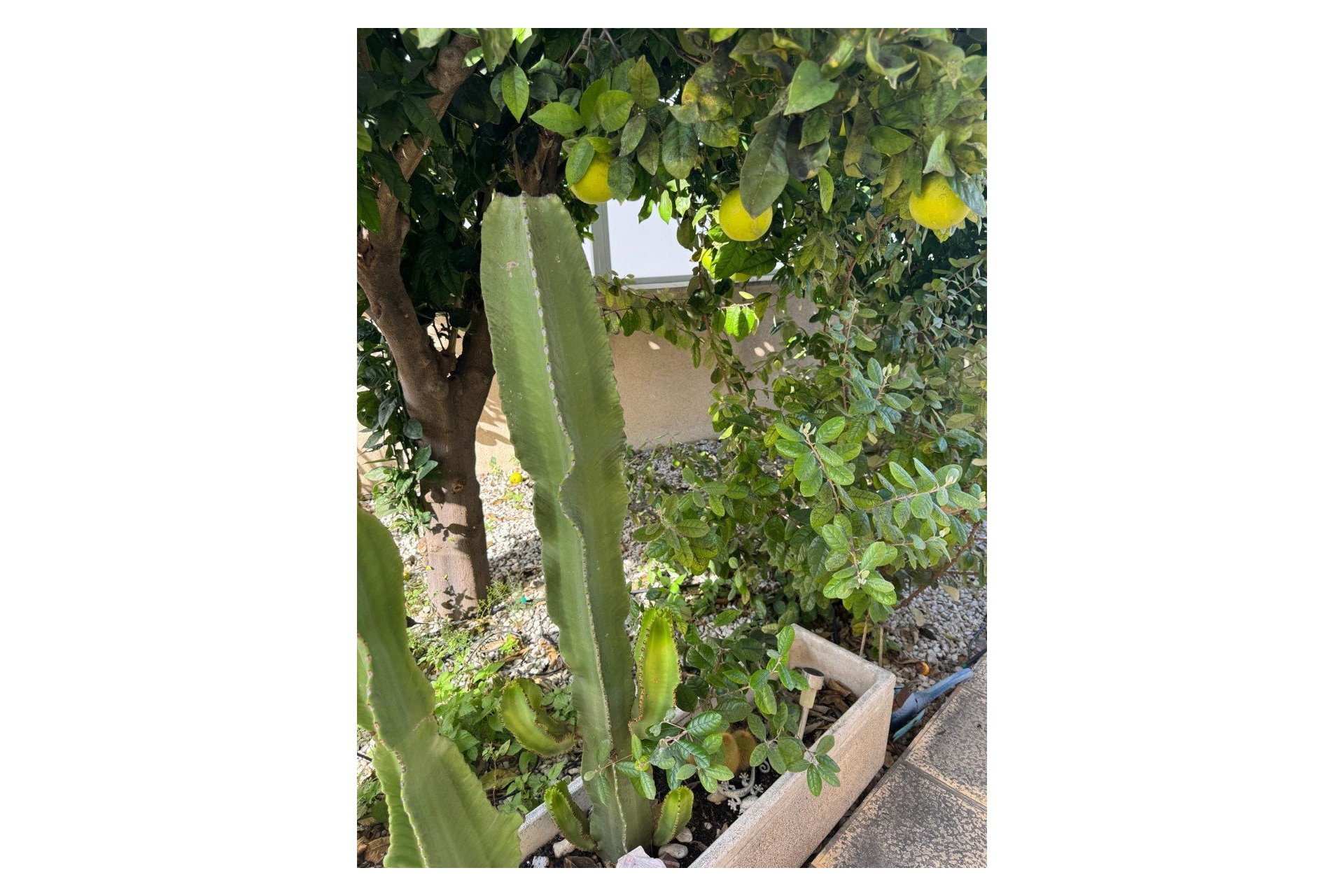 Prodej - Villa - Benijofar