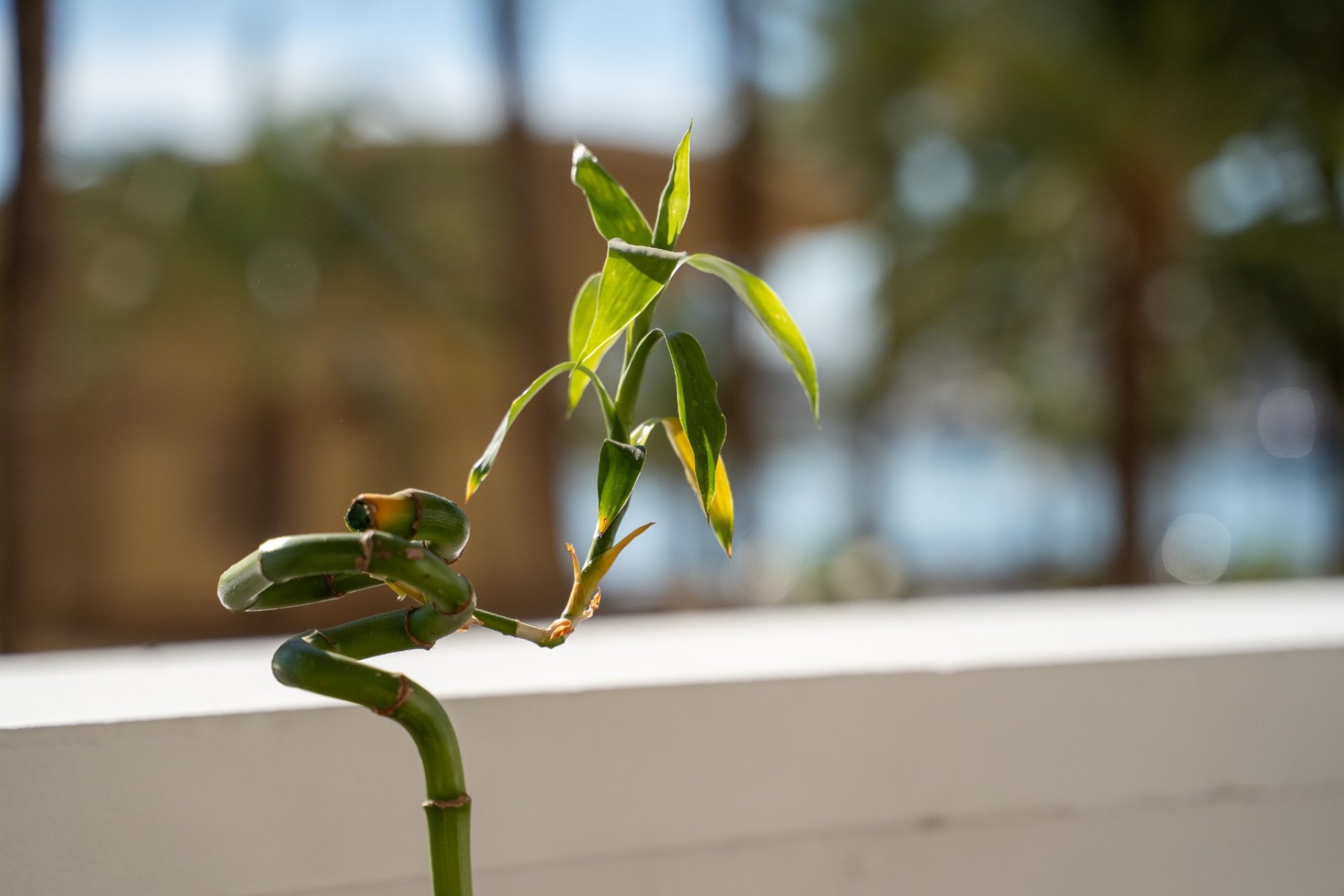 Sale - Apartment - Alicante - Center