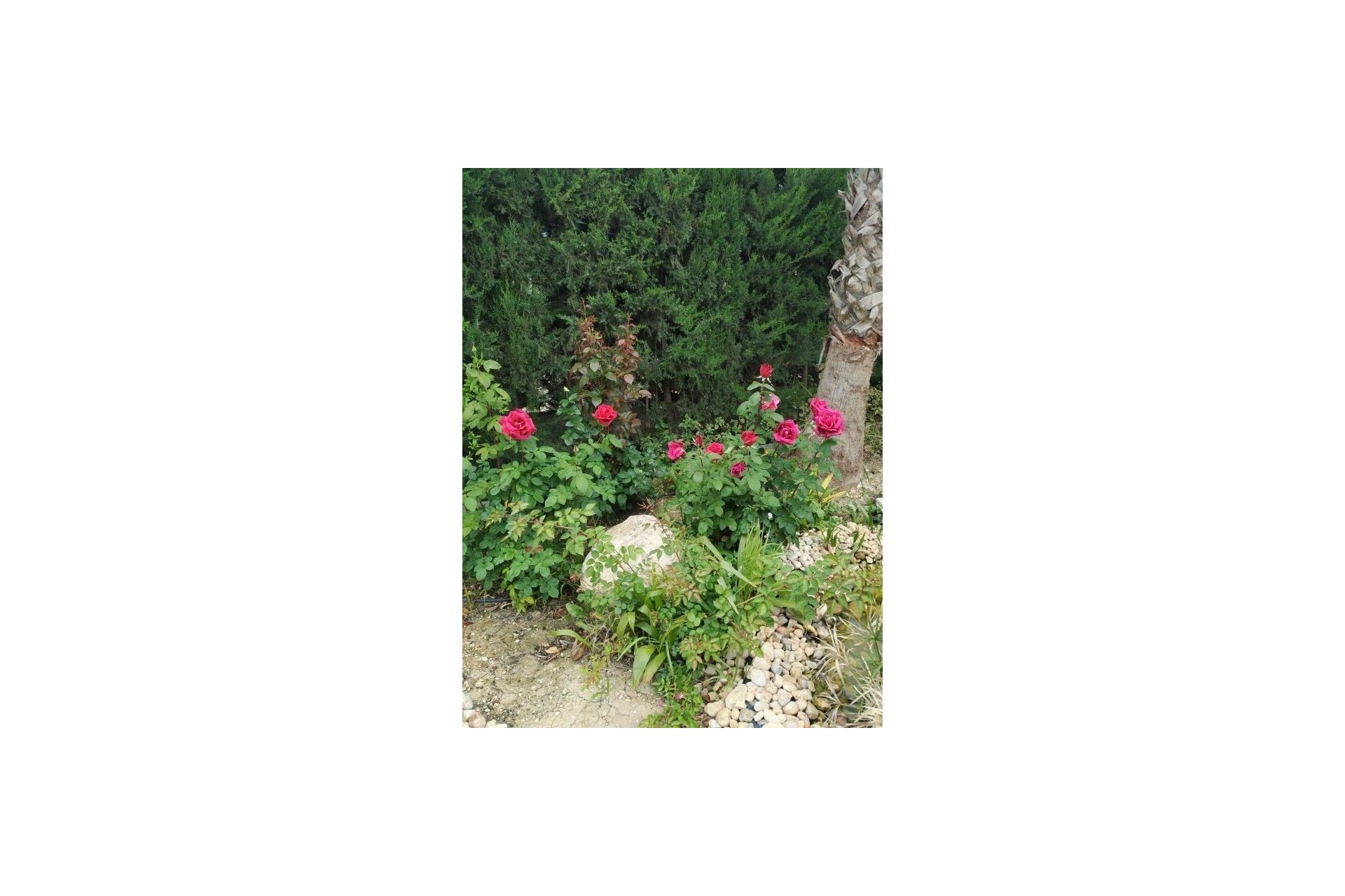 Sale - Finca - Crevillente