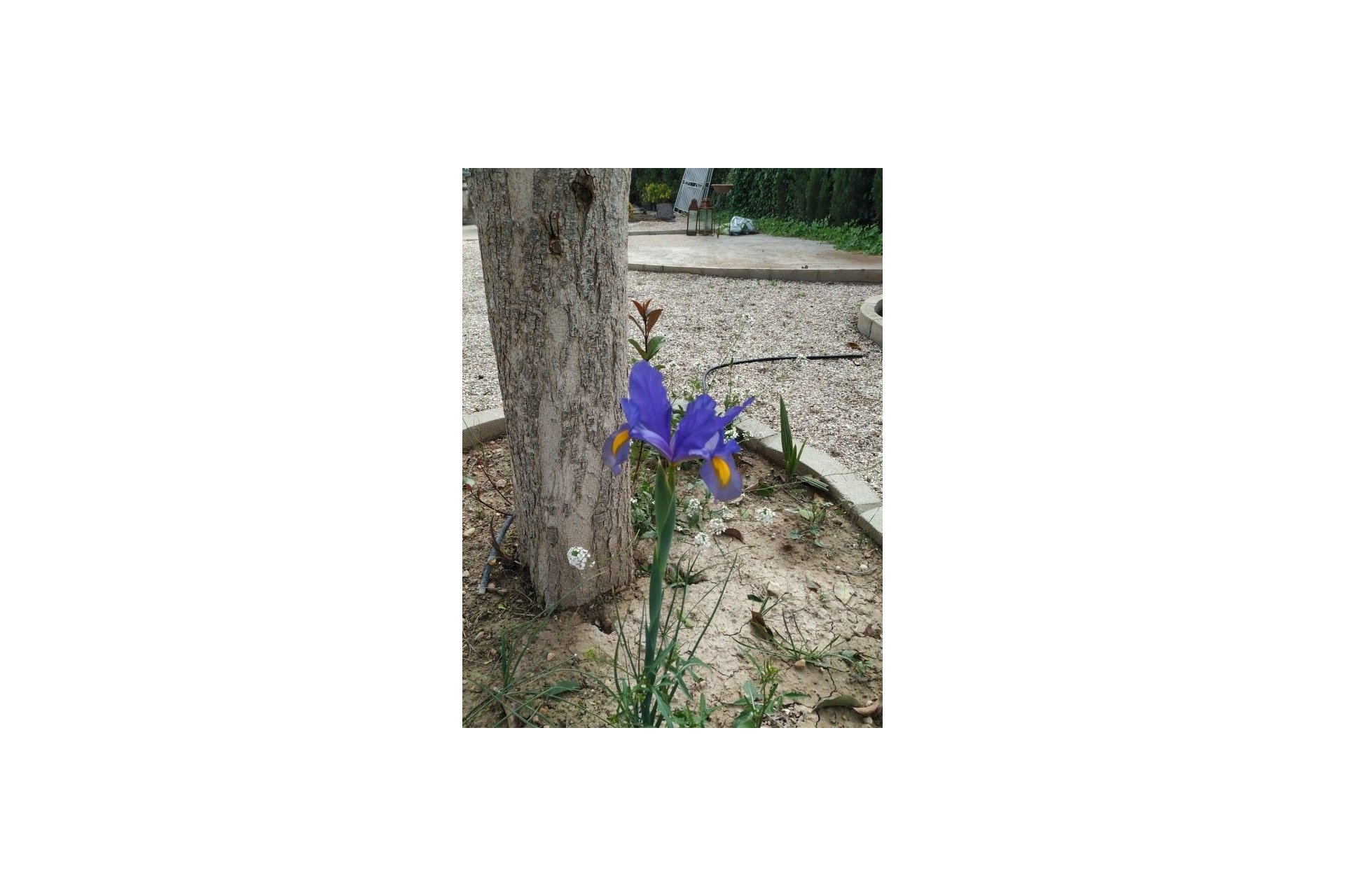 Sale - Finca - Crevillente