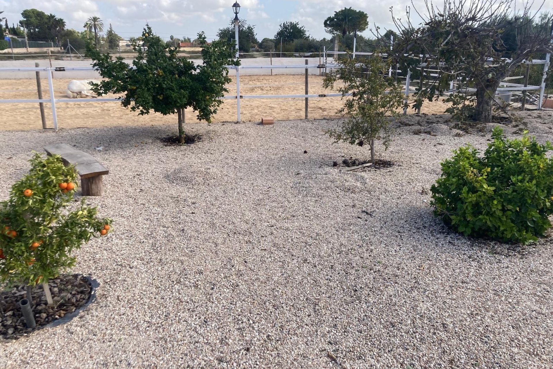 Sale - Finca - Crevillente