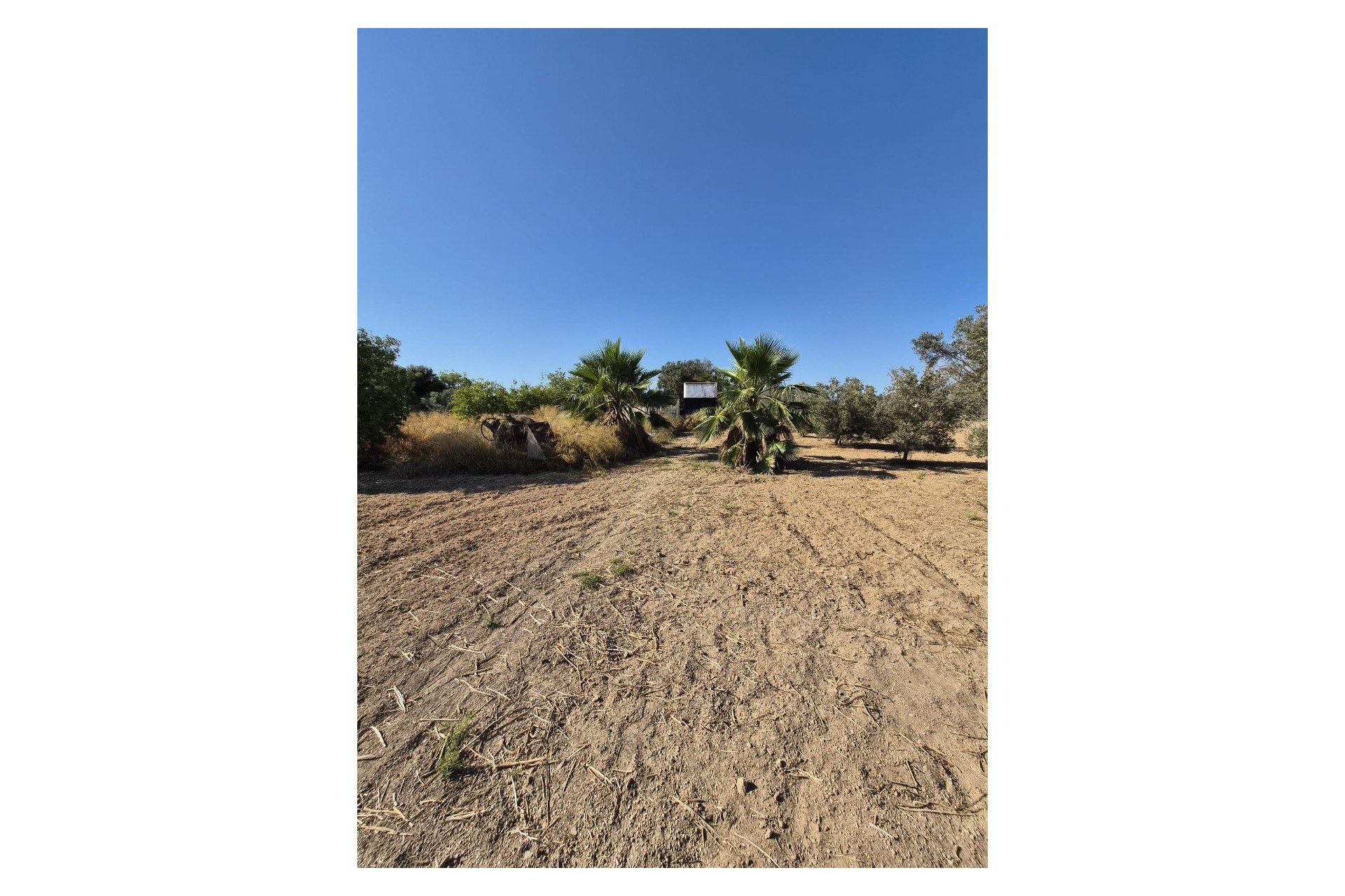 Sale - Finca - Guardamar del Segura