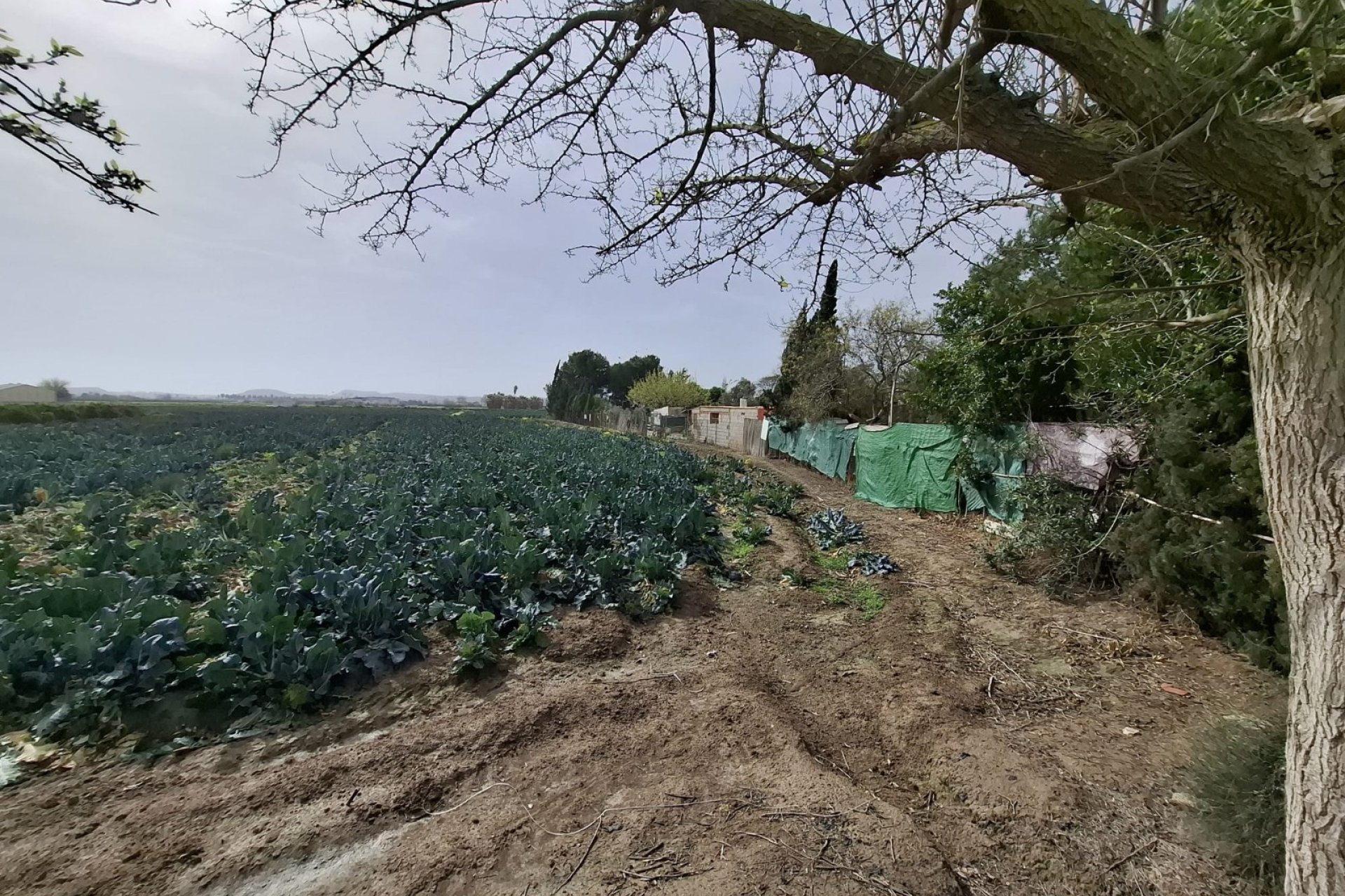 Sale - Herenhuis - Guardamar del Segura - Guardamar pueblo