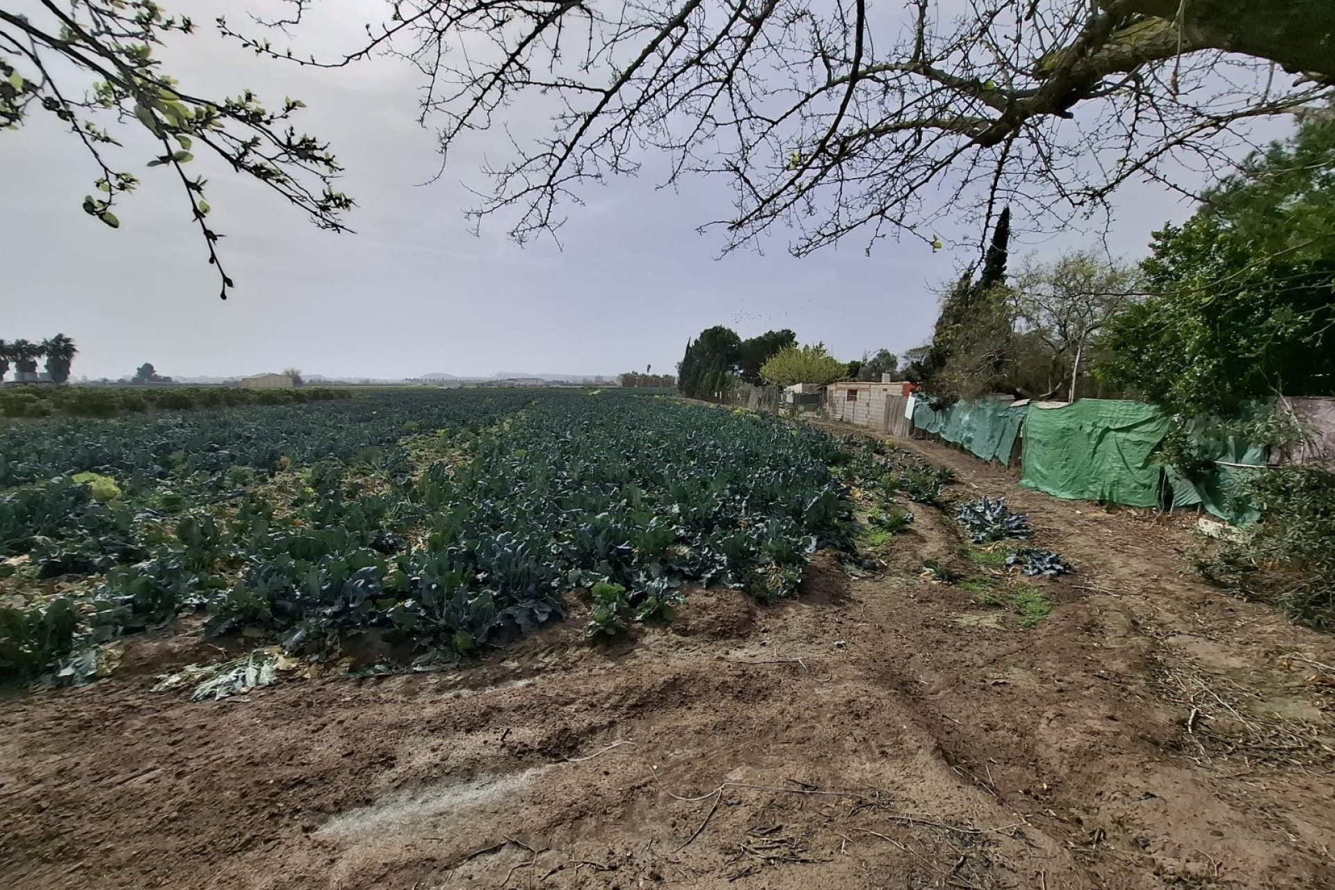 Sale - Maison de ville - Guardamar del Segura - Guardamar pueblo