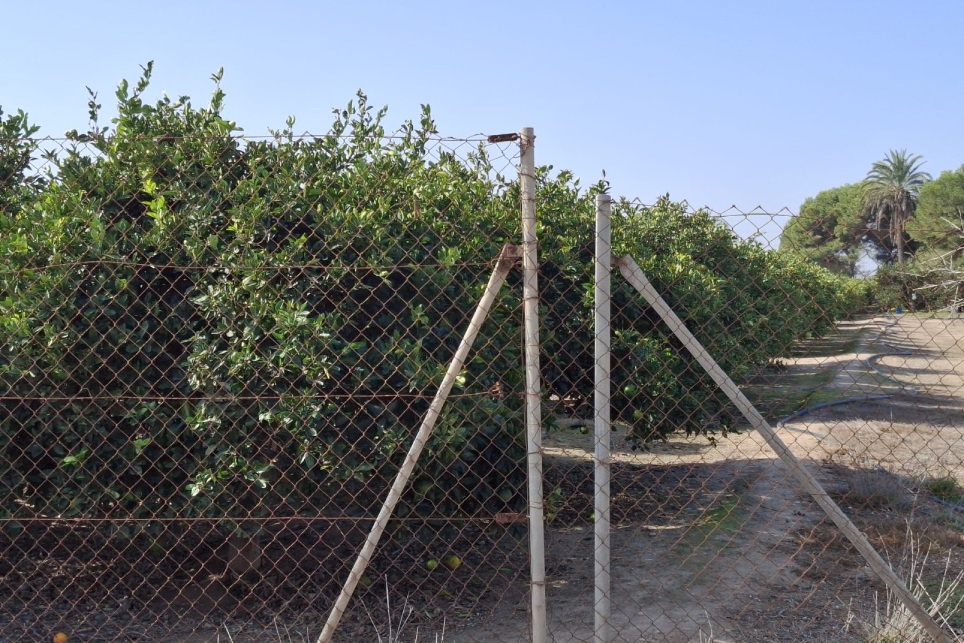 Sale - Parcelle - Guardamar del Segura - Guardamar pueblo