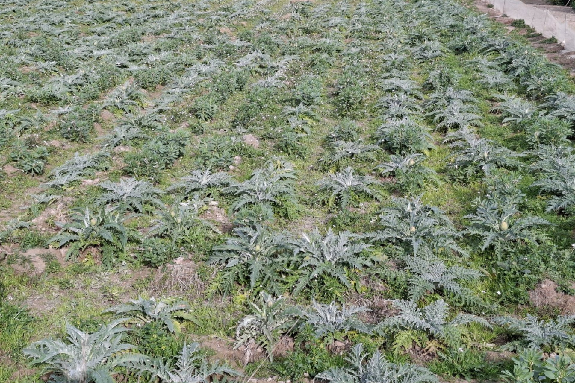 Sale - Parcelle - San Fulgencio