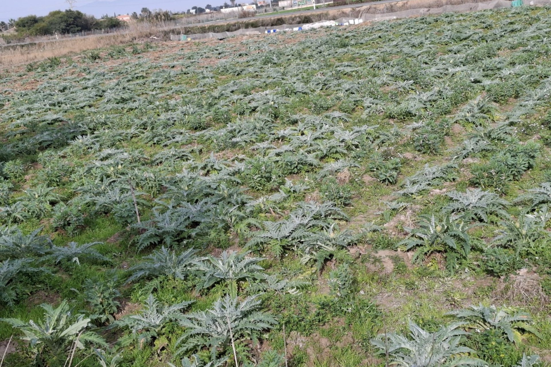 Sale - Parcelle - San Fulgencio