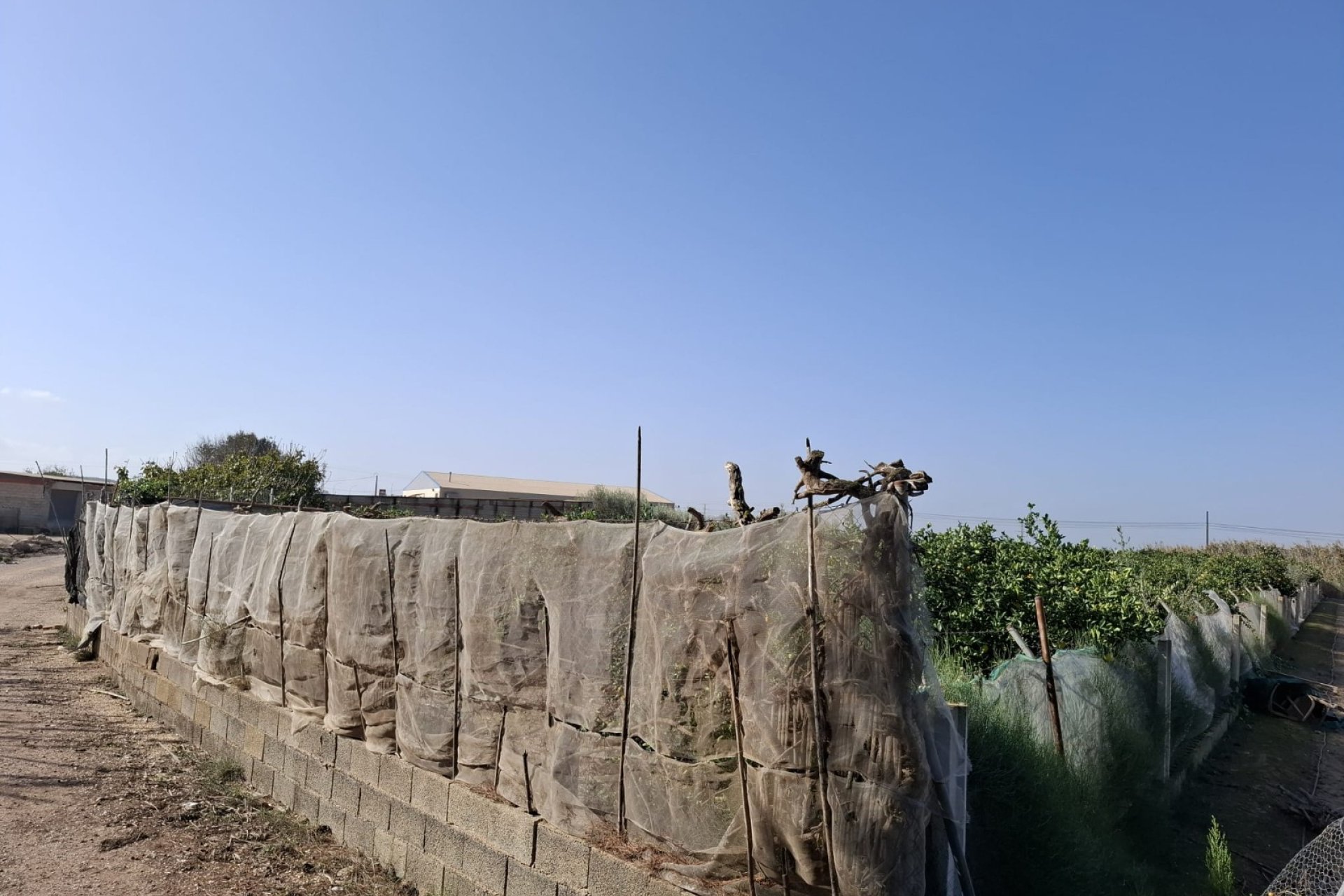 Sale - Plot - Guardamar del Segura - Guardamar pueblo
