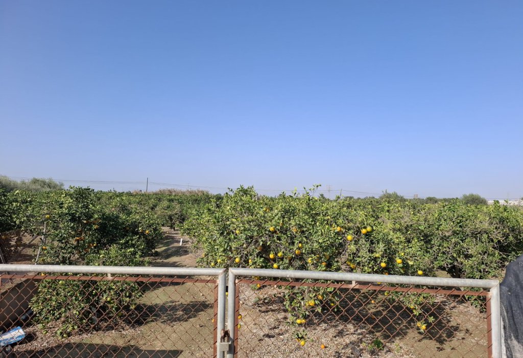 Sale - Plot - Guardamar del Segura - Guardamar pueblo