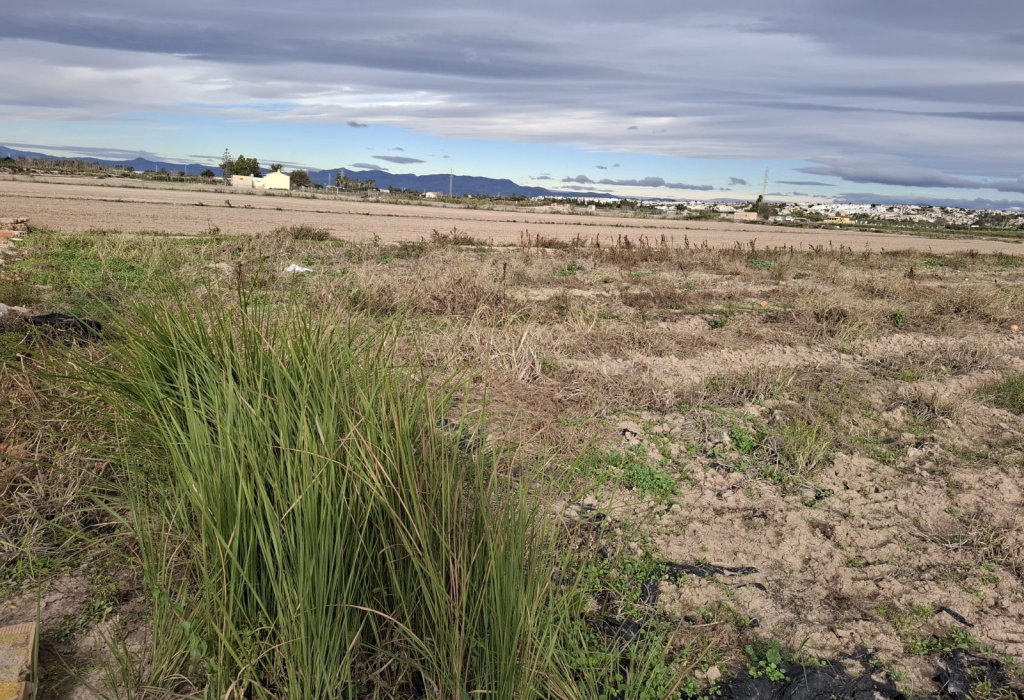 Sale - Plot - Guardamar del Segura - Guardamar pueblo