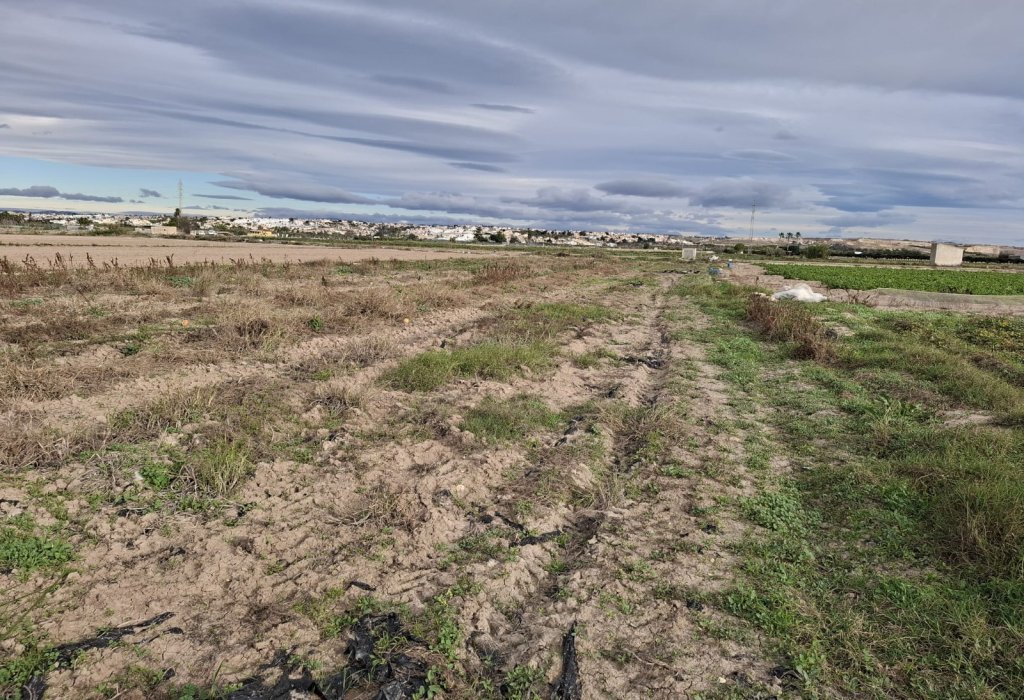 Sale - Plot - Guardamar del Segura - Guardamar pueblo