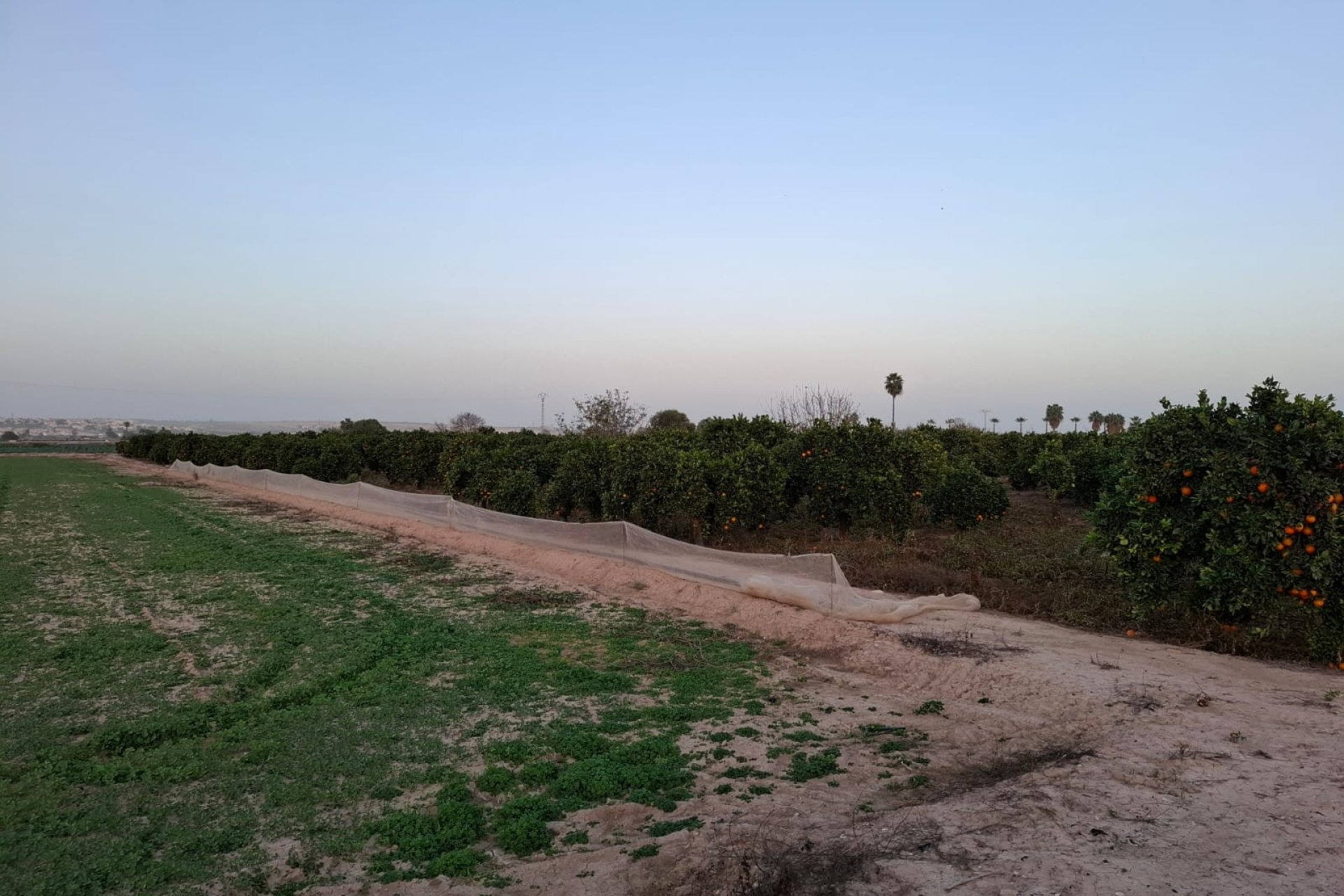 Sale - Plot - Guardamar del Segura