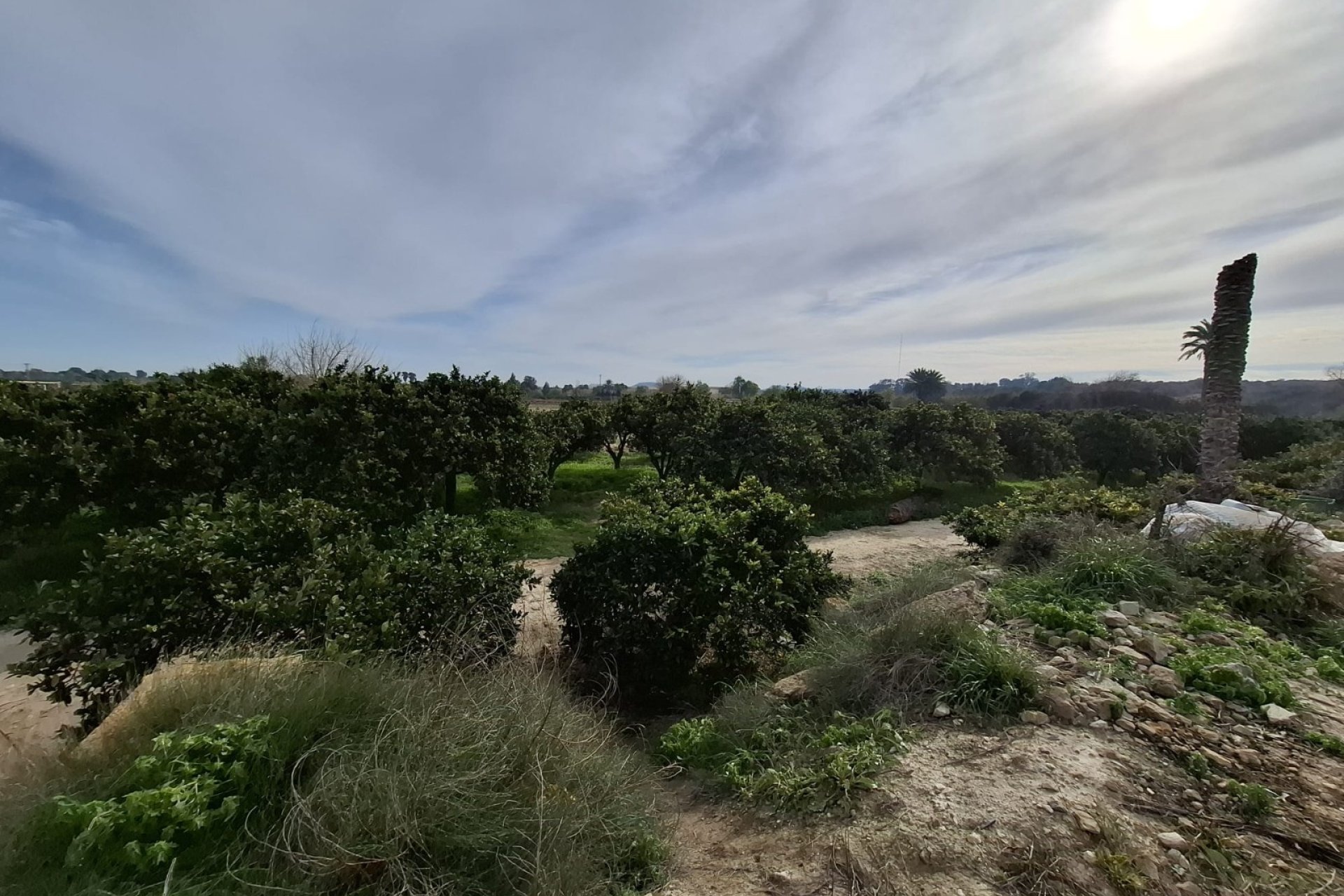 Sale - Plot - San Fulgencio