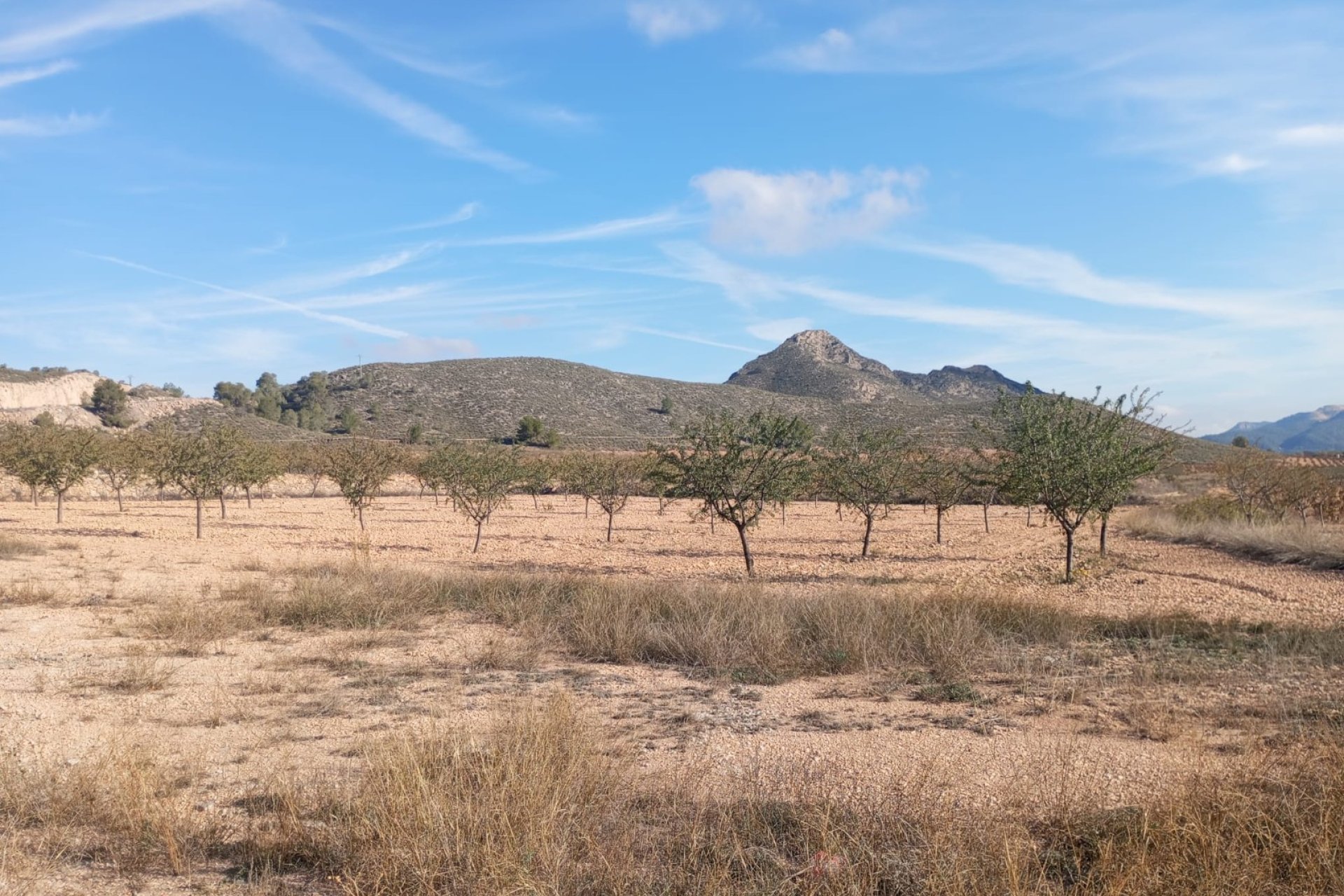 Sale - Villa - Algueña