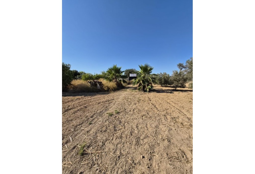 Venta - Finca - Guardamar del Segura