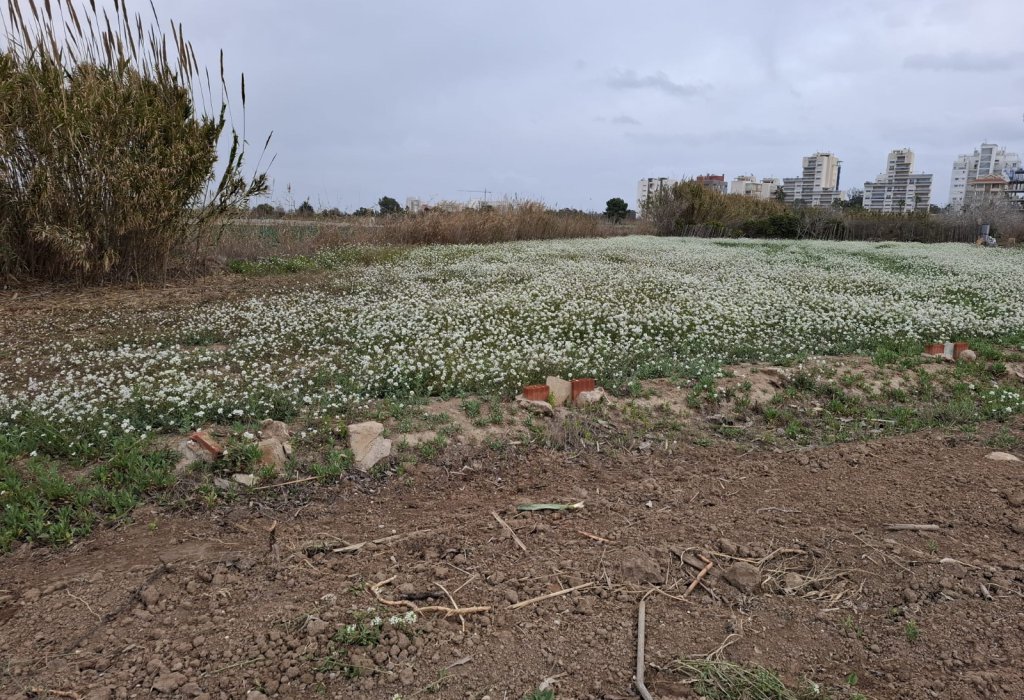 Venta - Parcela/Terreno - Guardamar del Segura - Guardamar Playa