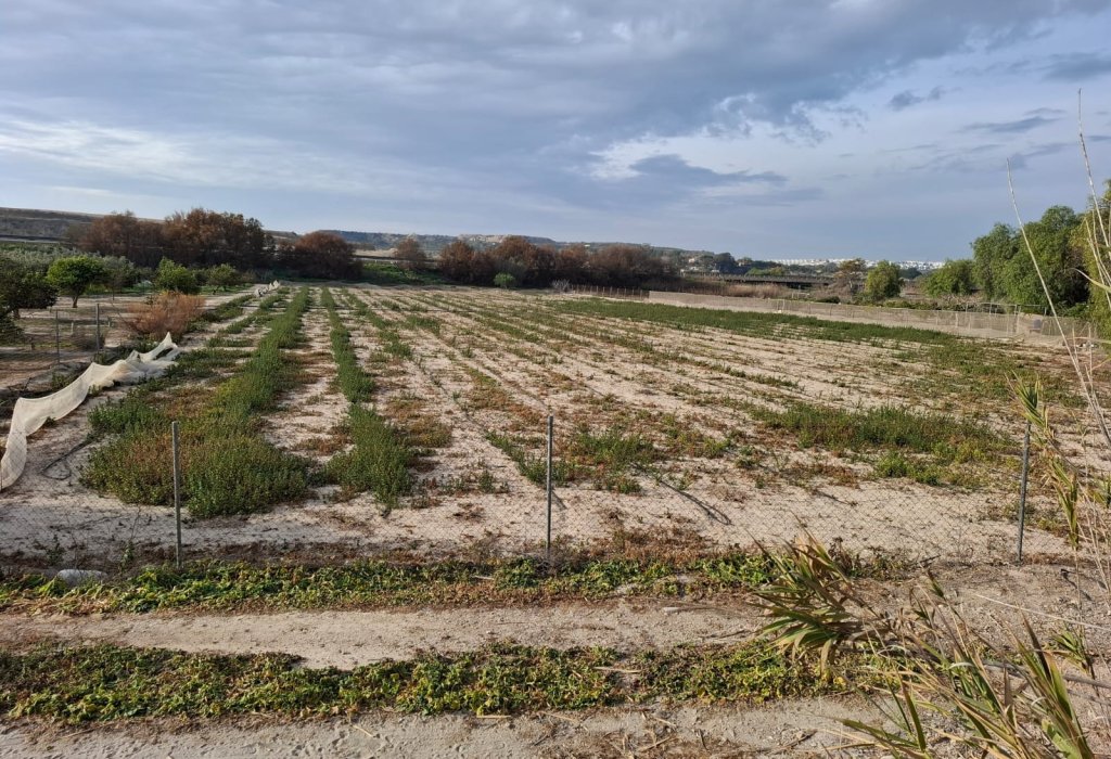 Venta - Parcela/Terreno - Guardamar del Segura - Guardamar pueblo