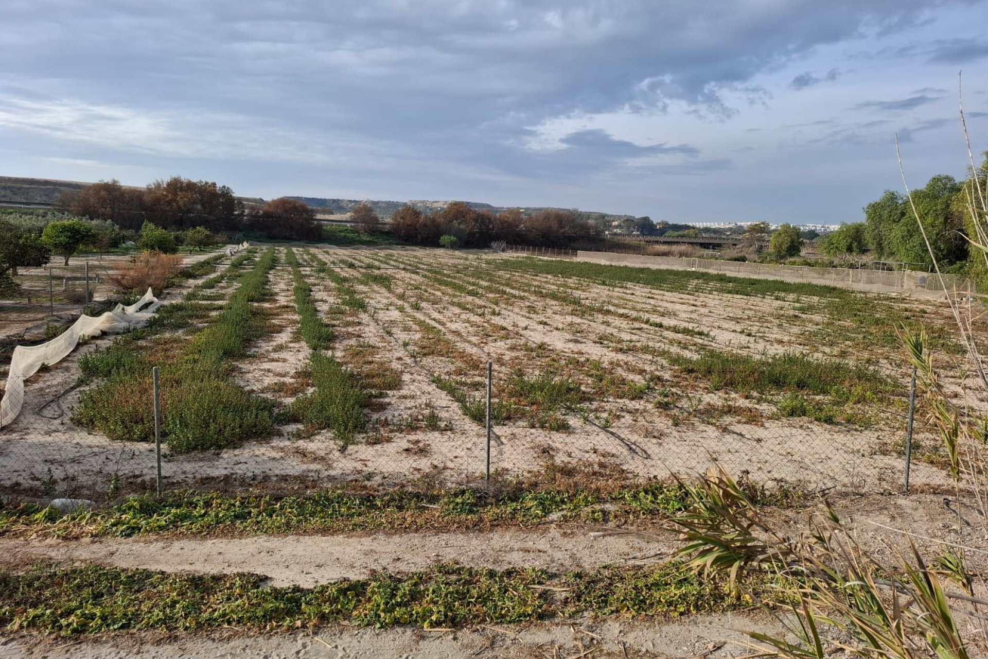 Venta - Parcela/Terreno - Guardamar del Segura - Guardamar pueblo