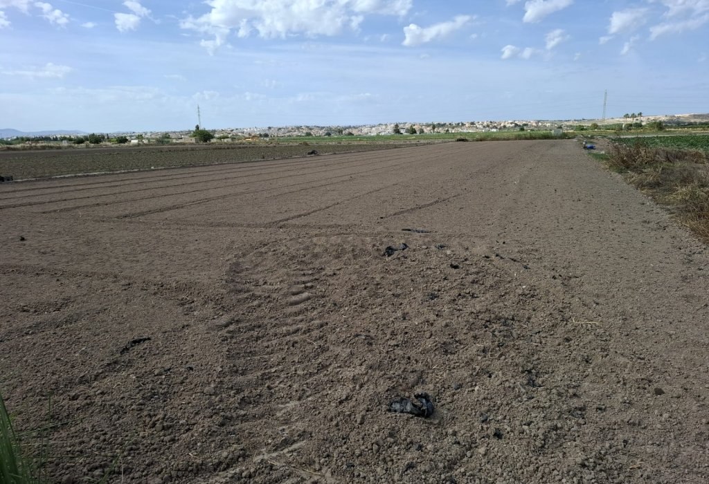 Venta - Parcela/Terreno - Guardamar del Segura - Guardamar pueblo