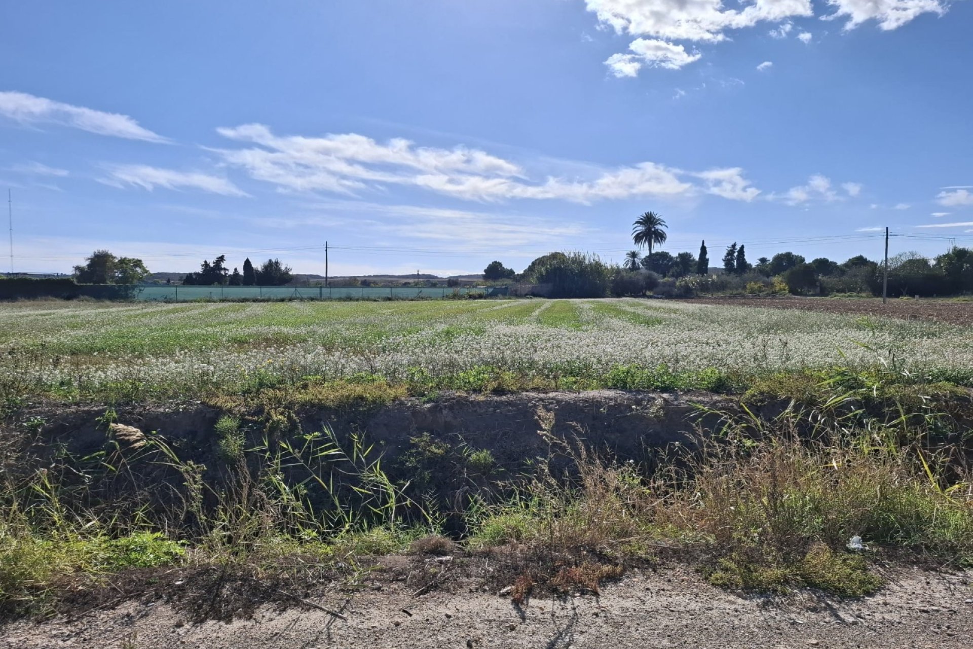 Venta - Parcela/Terreno - Guardamar del Segura - Guardamar pueblo