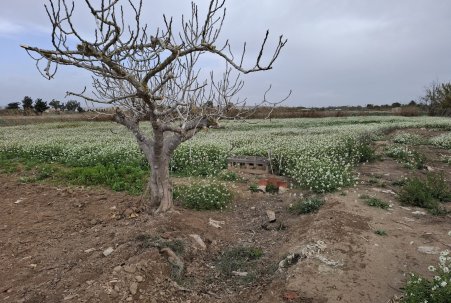 Verhaallijn - Sale - Guardamar del Segura - Guardamar Playa