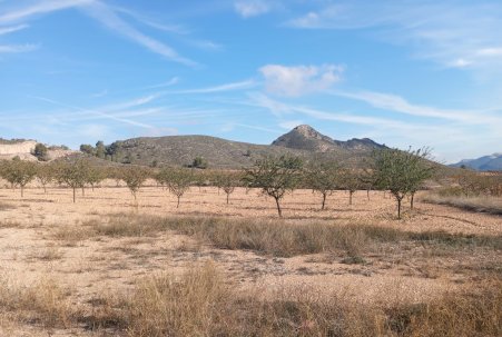 Sale - Villa - Algueña