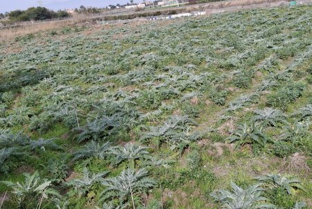 Sale - Plot - San Fulgencio