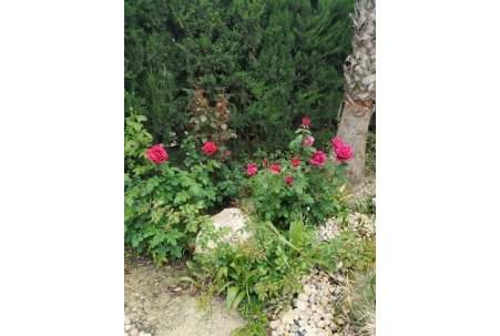 Sale - Finca - Crevillente
