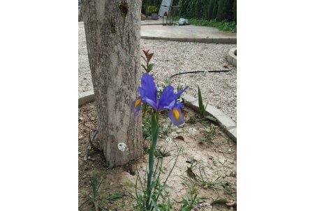 Sale - Finca - Crevillente