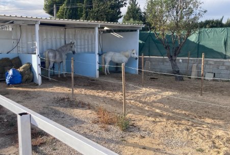 Sale - Finca - Crevillente
