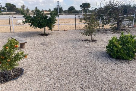 Sale - Finca - Crevillente