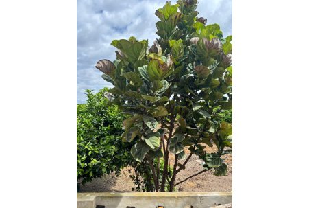 Venta - Finca - Rojales - Ciudad Quesada