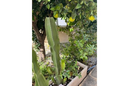 Sale - Villa - Benijofar