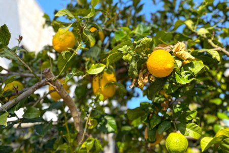 Sale - Villa - Orihuela Costa - Villamartín