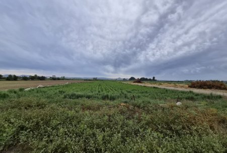 Sale - Plot - Guardamar del Segura