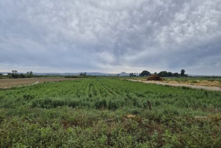 Sale - Plot - Guardamar del Segura