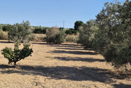 Sale - Finca - Guardamar del Segura